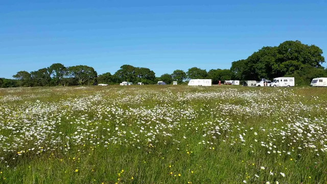 Campsite meadow